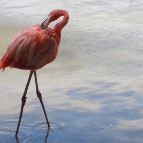 It amazed me how flamingos can stand on their stick-like legs.They even sleep while standing. Though they only lay one egg a year, there was a a large number of them at the zoo.